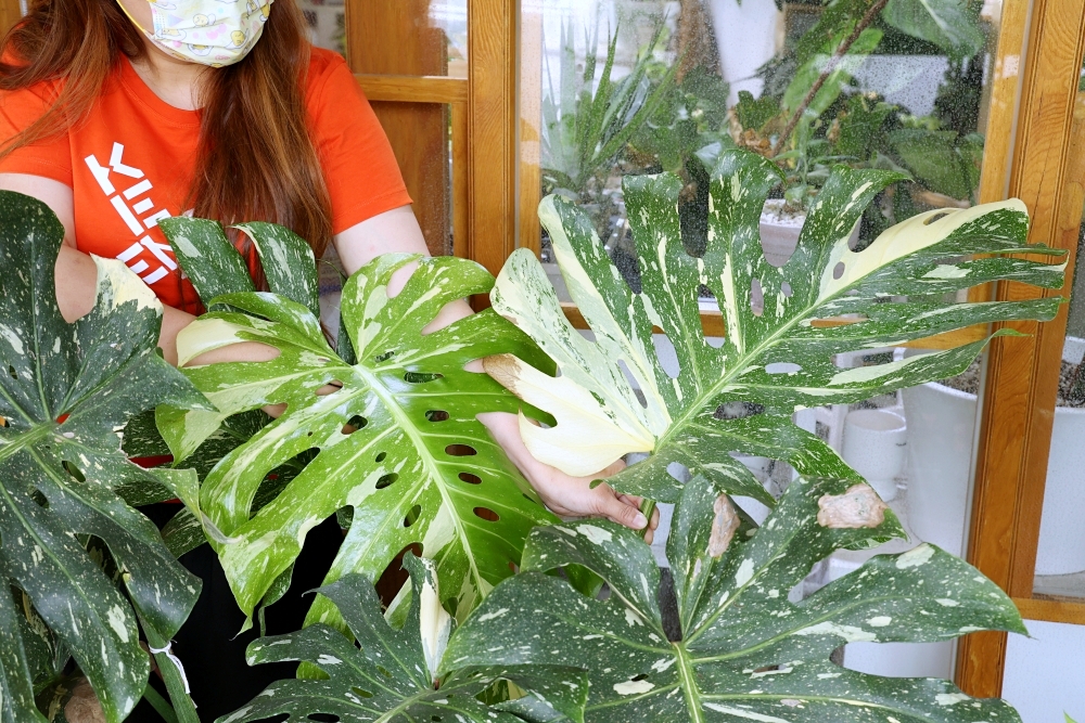 植間森林 | 柳川畔的觀葉植物店，台中雨林植物 彩芋葉大集合，近第五市場