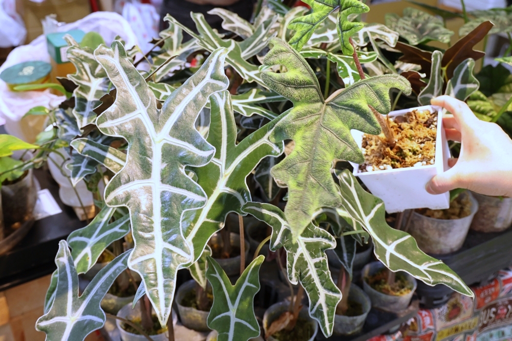 植間森林 | 柳川畔的觀葉植物店，台中雨林植物 彩芋葉大集合，近第五市場