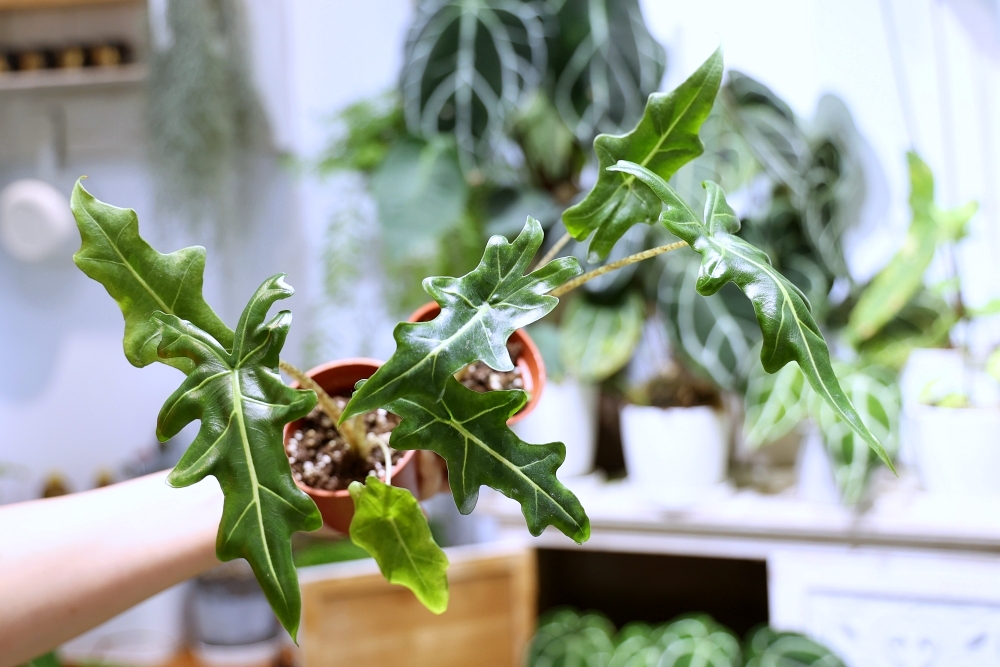 植間森林 | 柳川畔的觀葉植物店，台中雨林植物 彩芋葉大集合，近第五市場