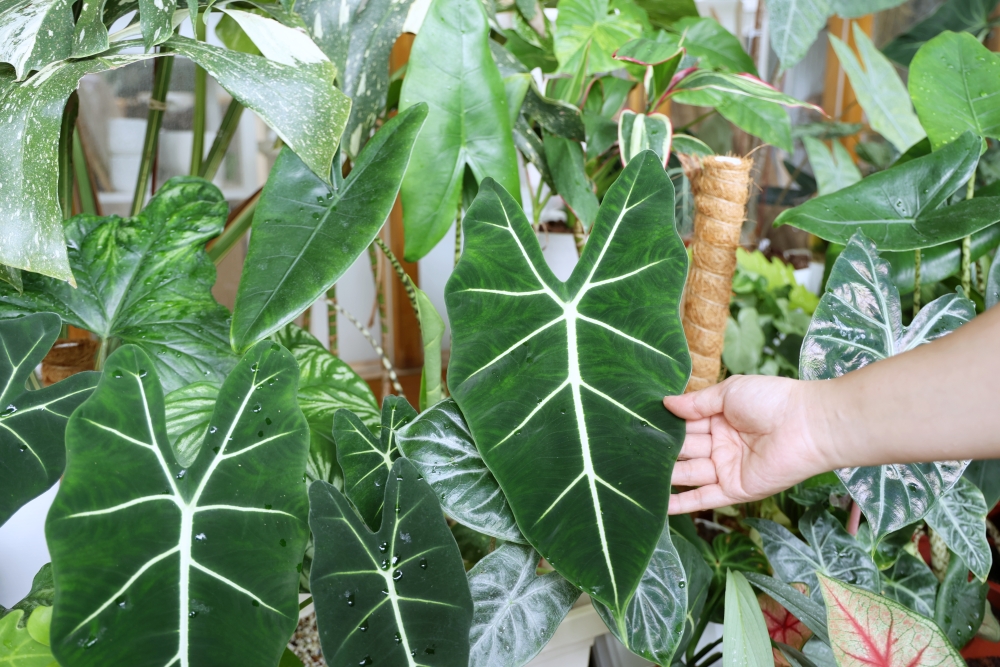 植間森林 | 柳川畔的觀葉植物店，台中雨林植物 彩芋葉大集合，近第五市場