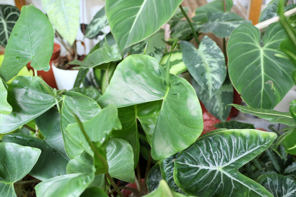 植間森林 | 柳川畔的觀葉植物店，台中雨林植物 彩芋葉大集合，近第五市場