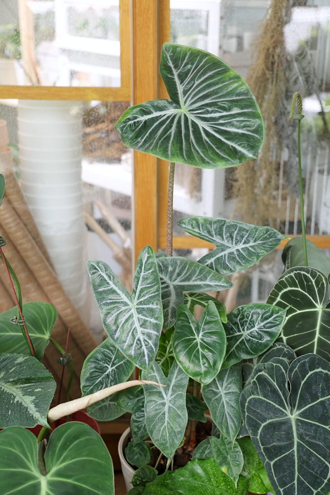 植間森林 | 柳川畔的觀葉植物店，台中雨林植物 彩芋葉大集合，近第五市場