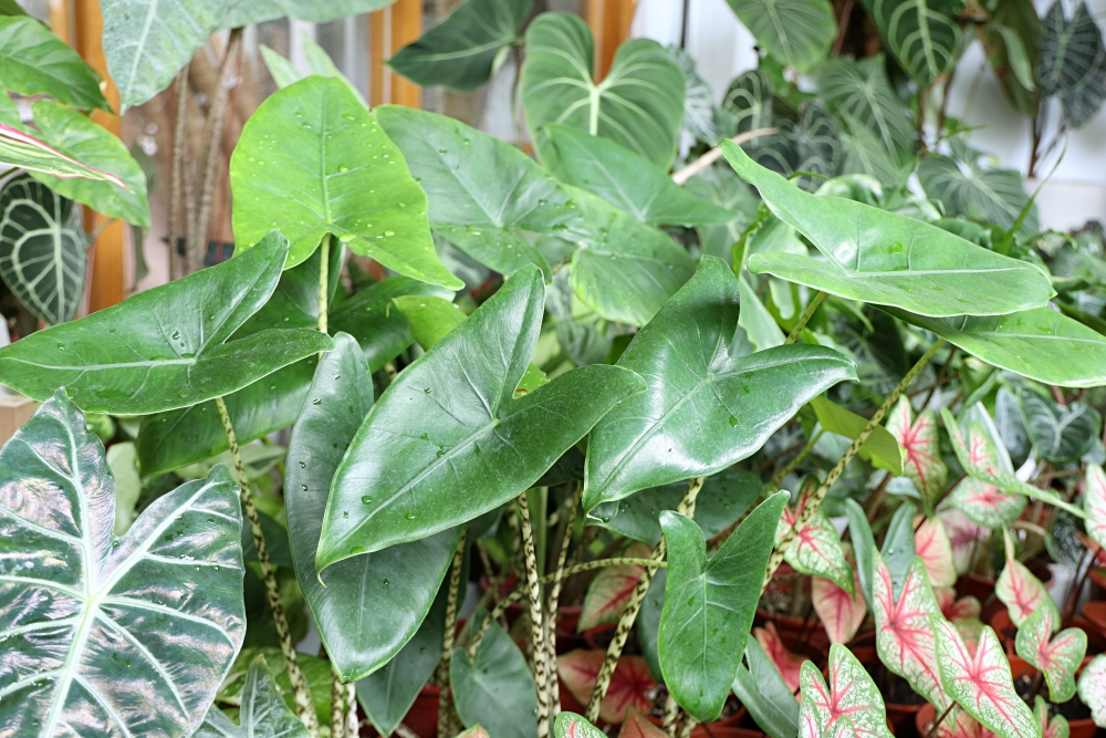 植間森林 | 柳川畔的觀葉植物店，台中雨林植物 彩芋葉大集合，近第五市場