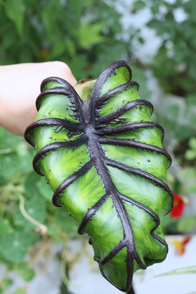 植間森林 | 柳川畔的觀葉植物店，台中雨林植物 彩芋葉大集合，近第五市場