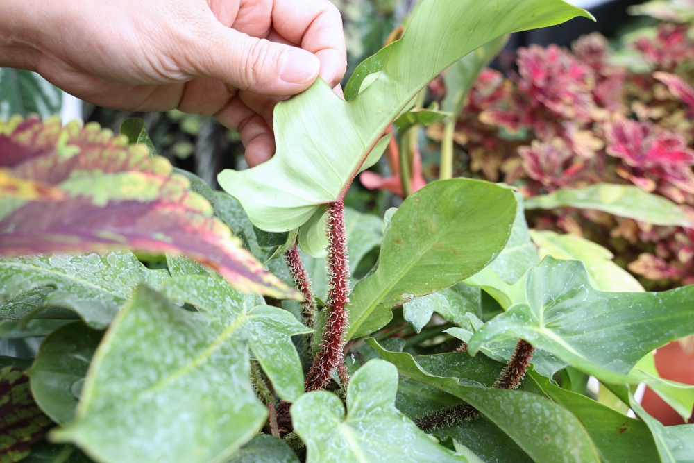 植間森林 | 柳川畔的觀葉植物店，台中雨林植物 彩芋葉大集合，近第五市場