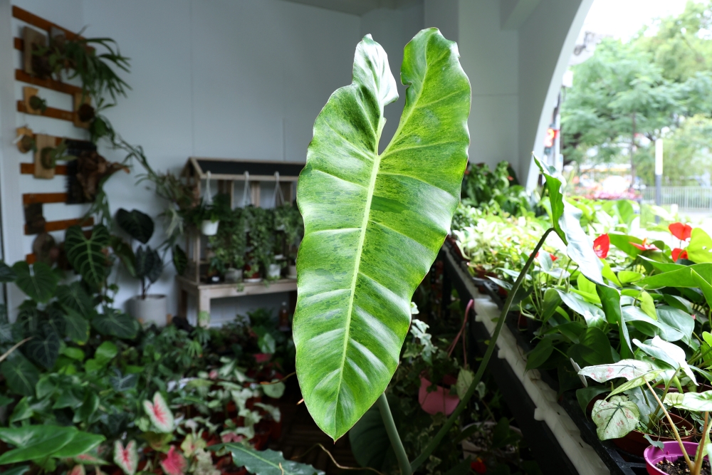 植間森林 | 柳川畔的觀葉植物店，台中雨林植物 彩芋葉大集合，近第五市場