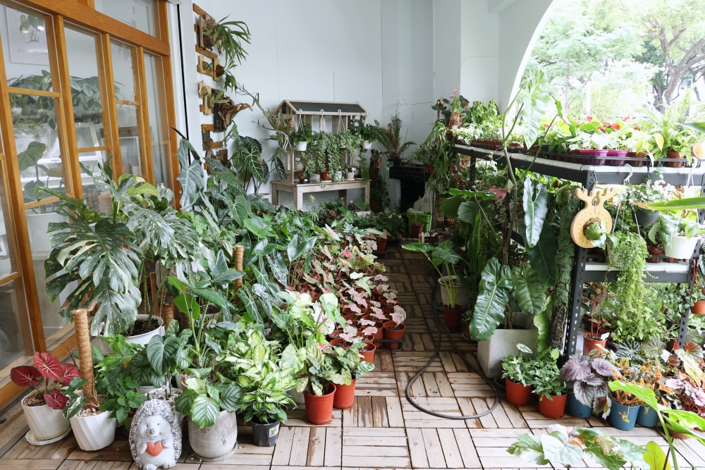 植間森林 | 柳川畔的觀葉植物店，台中雨林植物 彩芋葉大集合，近第五市場