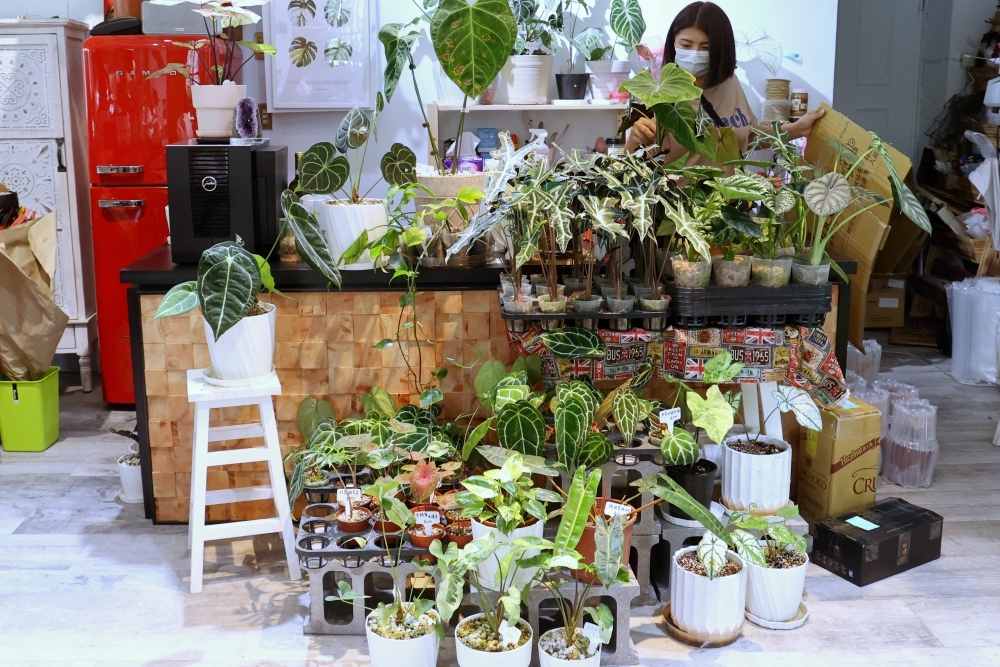 植間森林 | 柳川畔的觀葉植物店，台中雨林植物 彩芋葉大集合，近第五市場