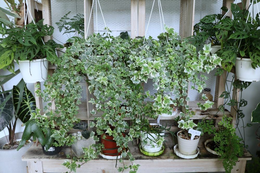 植間森林 | 柳川畔的觀葉植物店，台中雨林植物 彩芋葉大集合，近第五市場