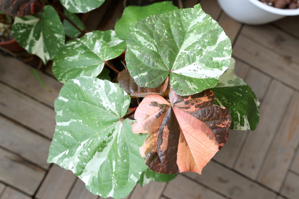 植間森林 | 柳川畔的觀葉植物店，台中雨林植物 彩芋葉大集合，近第五市場