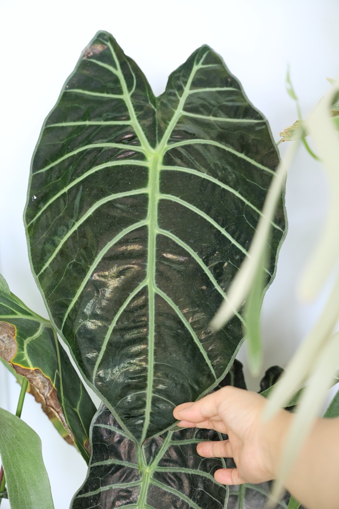 植間森林 | 柳川畔的觀葉植物店，台中雨林植物 彩芋葉大集合，近第五市場