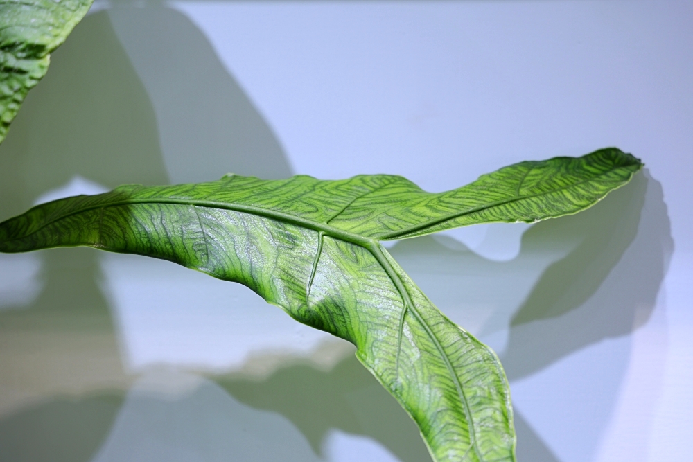 植間森林 | 柳川畔的觀葉植物店，台中雨林植物 彩芋葉大集合，近第五市場