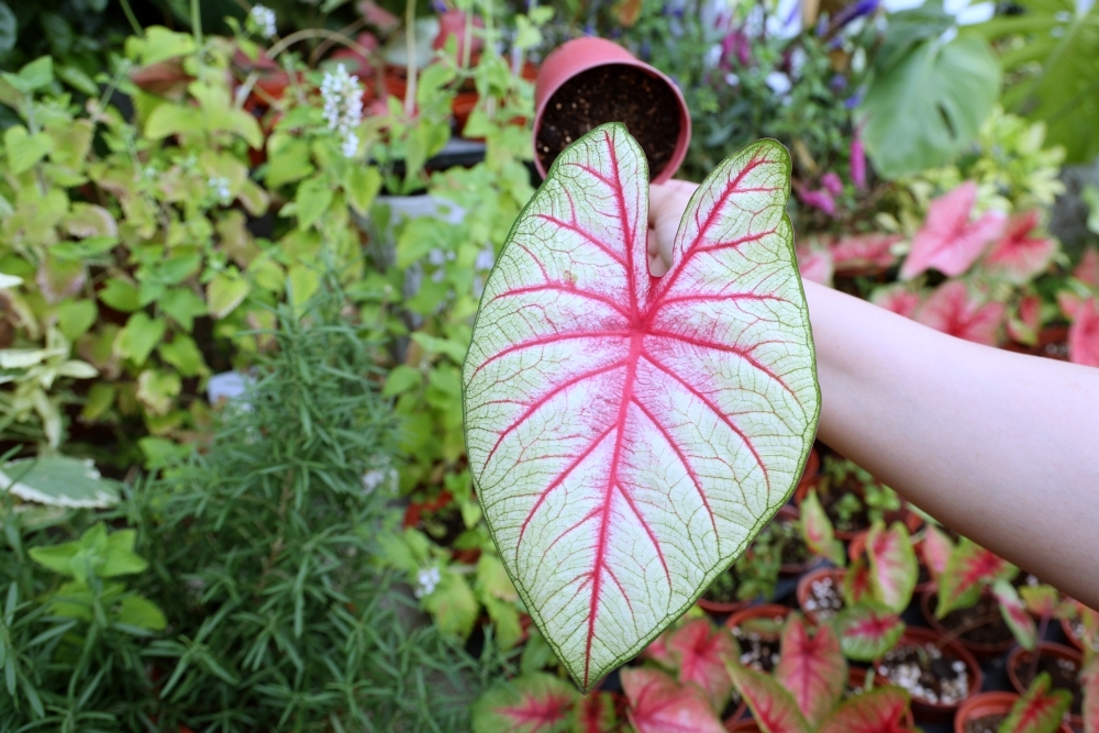 植間森林 | 柳川畔的觀葉植物店，台中雨林植物 彩芋葉大集合，近第五市場