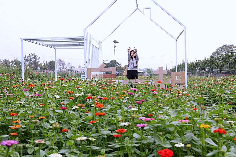 田中窯創意園區 | 2023蜀葵花海大進化，桶烤雞、落羽松、迎賓貓咪、千坪花園，中部走春景點推薦！