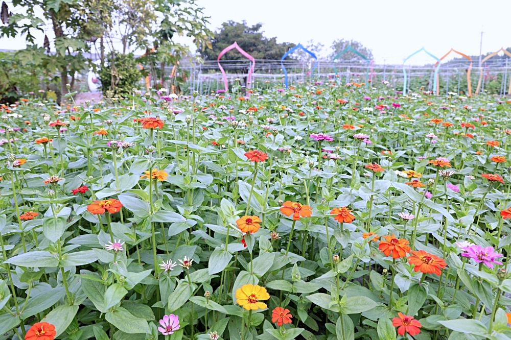 田中窯創意園區 | 2023蜀葵花海大進化，桶烤雞、落羽松、迎賓貓咪、千坪花園，中部走春景點推薦！