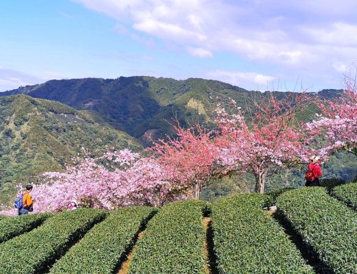 南投賞櫻景點 | 八卦茶園櫻花盛開，櫻花隧道配著茶園浪漫滿點！