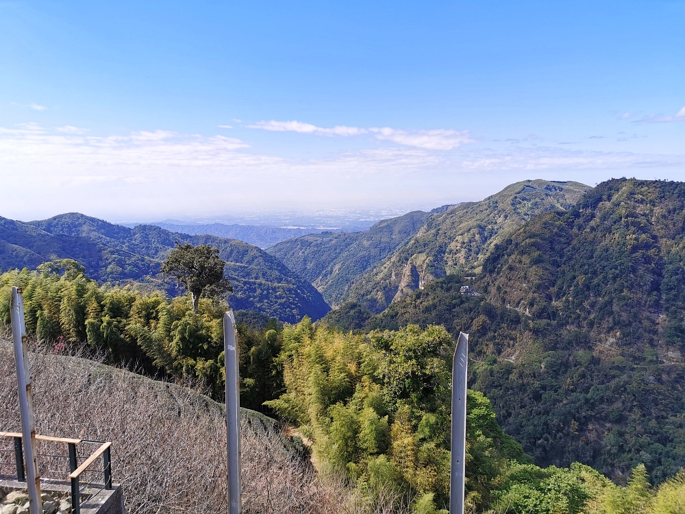 南投賞櫻景點 | 八卦茶園櫻花盛開，櫻花隧道配著茶園浪漫滿點！