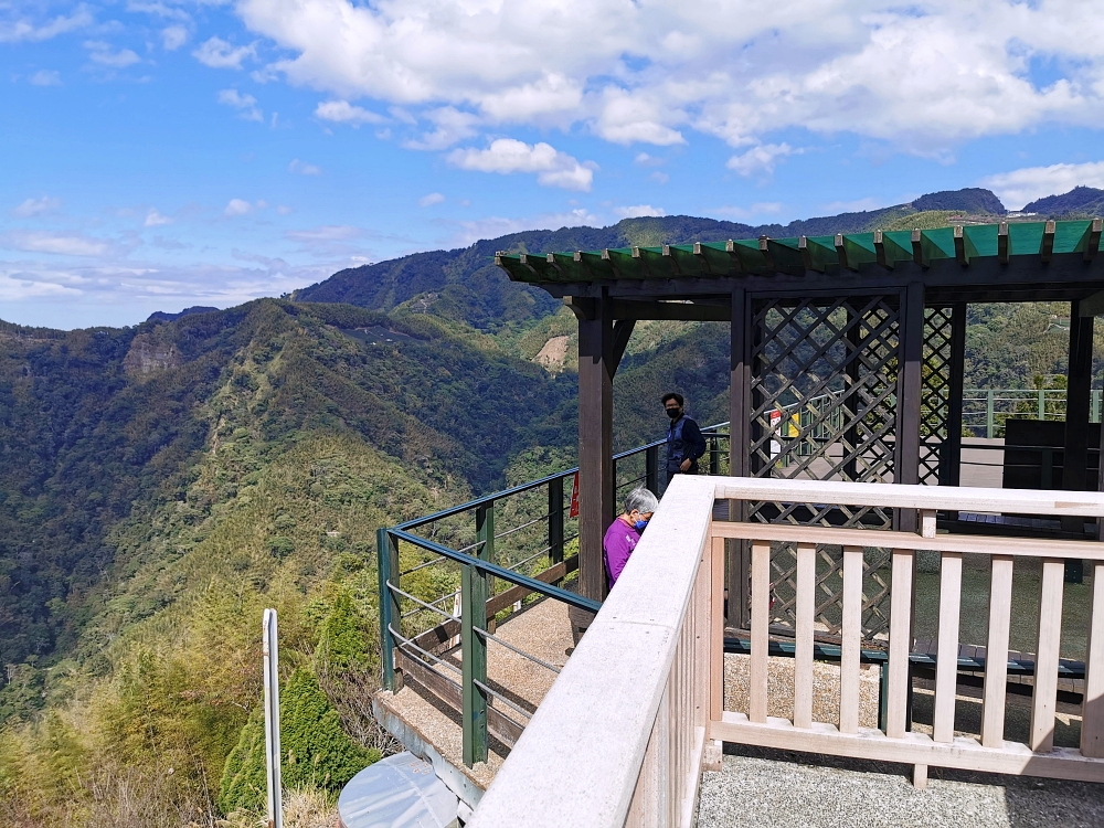 南投賞櫻景點 | 八卦茶園櫻花盛開，櫻花隧道配著茶園浪漫滿點！