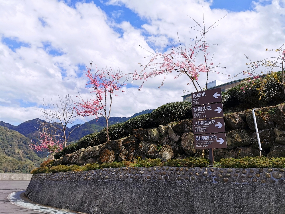 南投賞櫻景點 | 八卦茶園櫻花盛開，櫻花隧道配著茶園浪漫滿點！