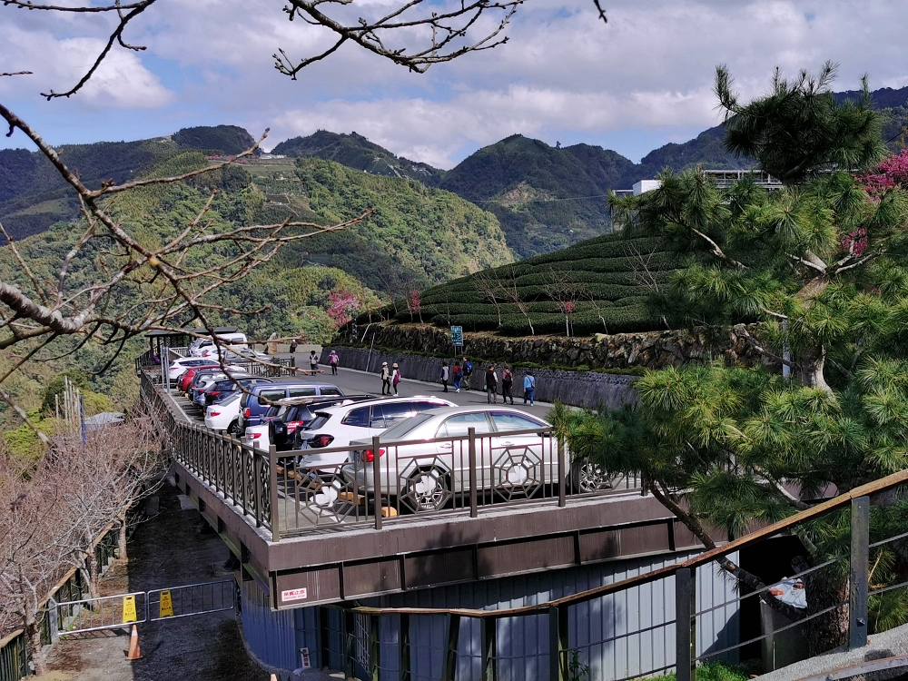 南投賞櫻景點 | 八卦茶園櫻花盛開，櫻花隧道配著茶園浪漫滿點！