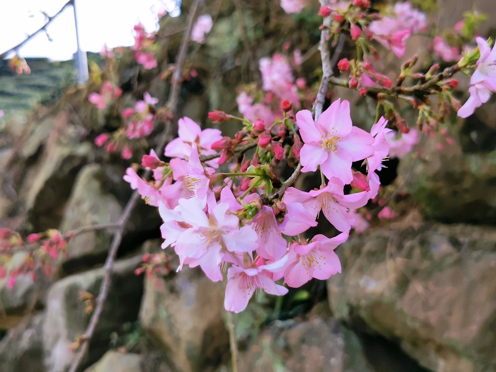 南投賞櫻景點 | 八卦茶園櫻花盛開，櫻花隧道配著茶園浪漫滿點！