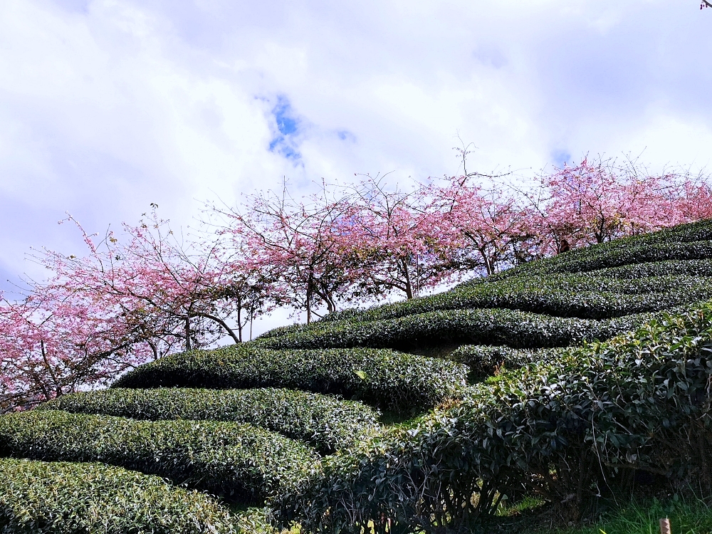 南投賞櫻景點 | 八卦茶園櫻花盛開，櫻花隧道配著茶園浪漫滿點！