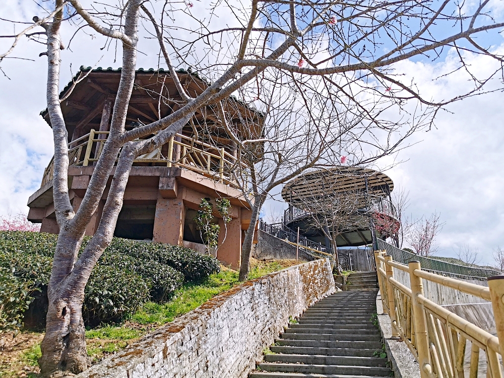 南投賞櫻景點 | 八卦茶園櫻花盛開，櫻花隧道配著茶園浪漫滿點！