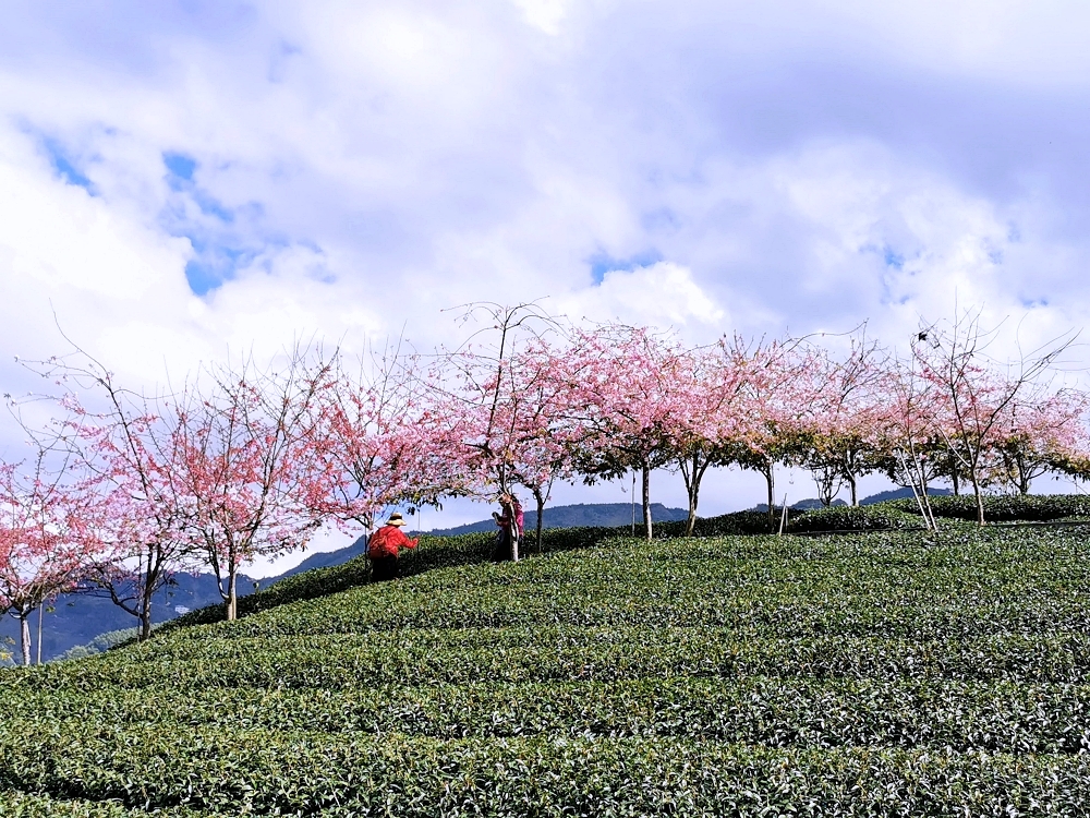 南投賞櫻景點 | 八卦茶園櫻花盛開，櫻花隧道配著茶園浪漫滿點！