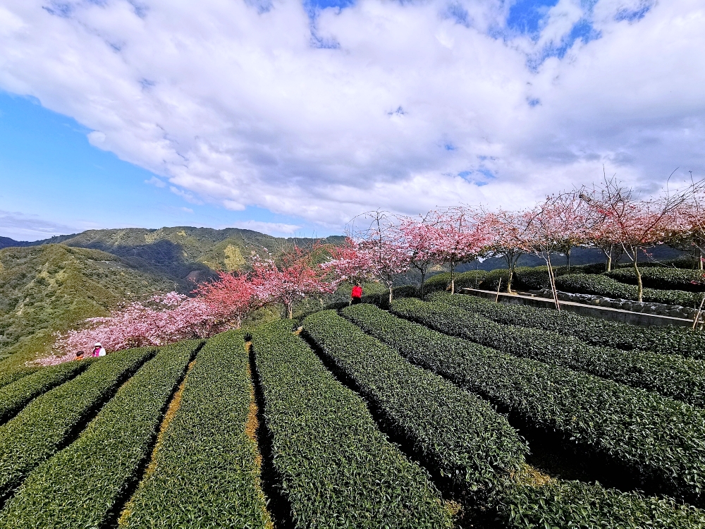 南投賞櫻景點 | 八卦茶園櫻花盛開，櫻花隧道配著茶園浪漫滿點！