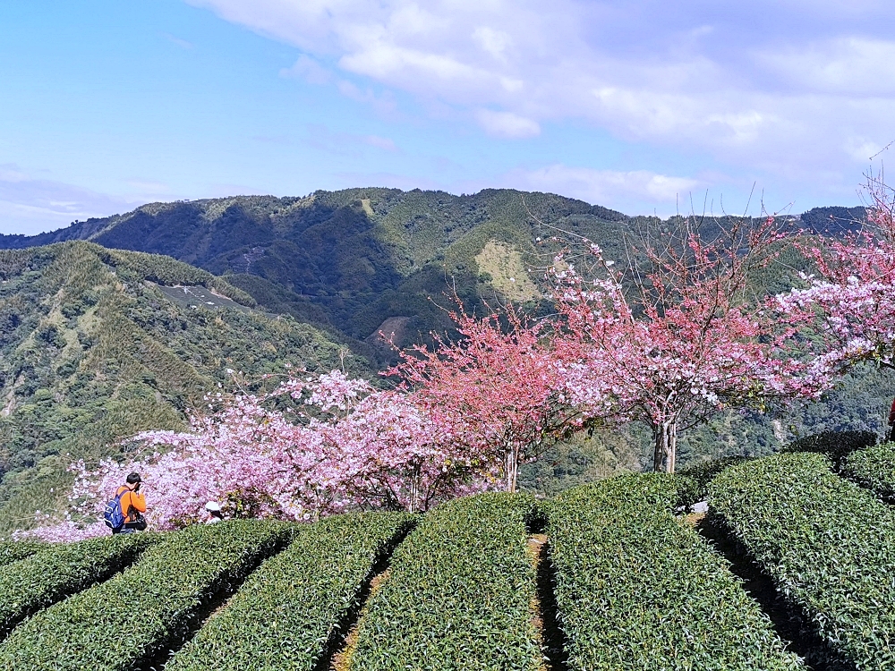 南投賞櫻景點 | 八卦茶園櫻花盛開，櫻花隧道配著茶園浪漫滿點！