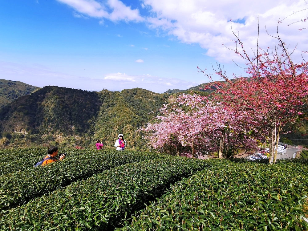 南投賞櫻景點 | 八卦茶園櫻花盛開，櫻花隧道配著茶園浪漫滿點！