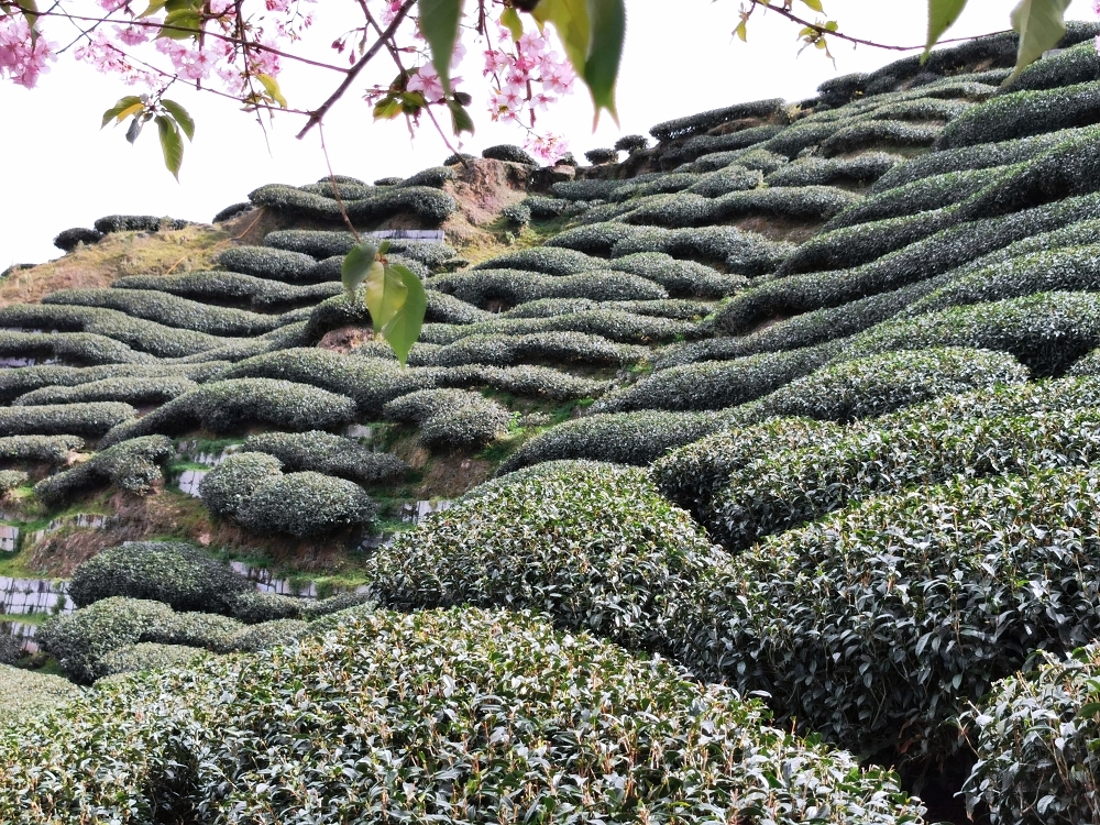 南投賞櫻景點 | 八卦茶園櫻花盛開，櫻花隧道配著茶園浪漫滿點！