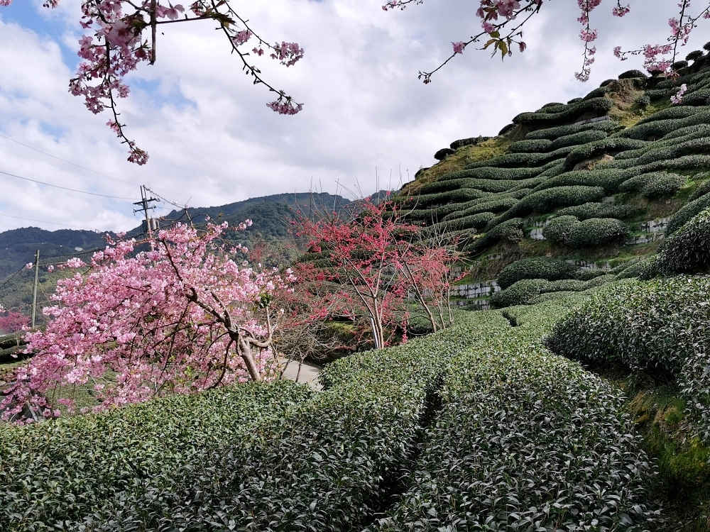 南投賞櫻景點 | 八卦茶園櫻花盛開，櫻花隧道配著茶園浪漫滿點！