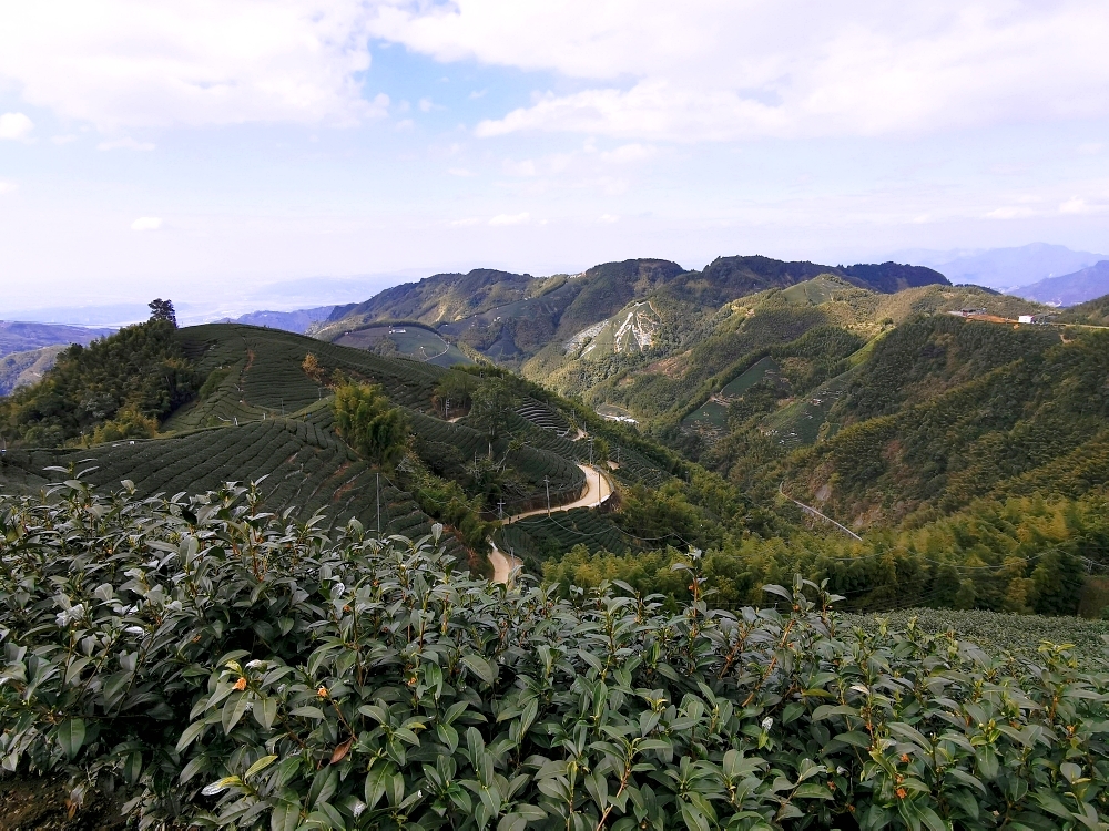 南投賞櫻景點 | 八卦茶園櫻花盛開，櫻花隧道配著茶園浪漫滿點！