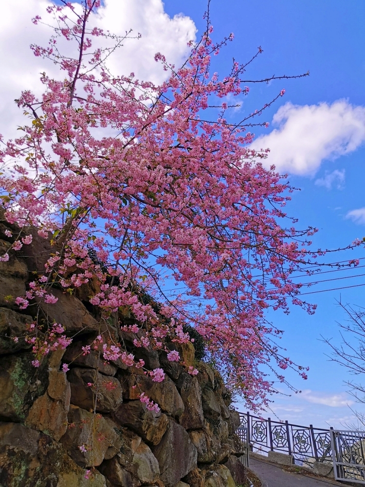 南投賞櫻景點 | 八卦茶園櫻花盛開，櫻花隧道配著茶園浪漫滿點！