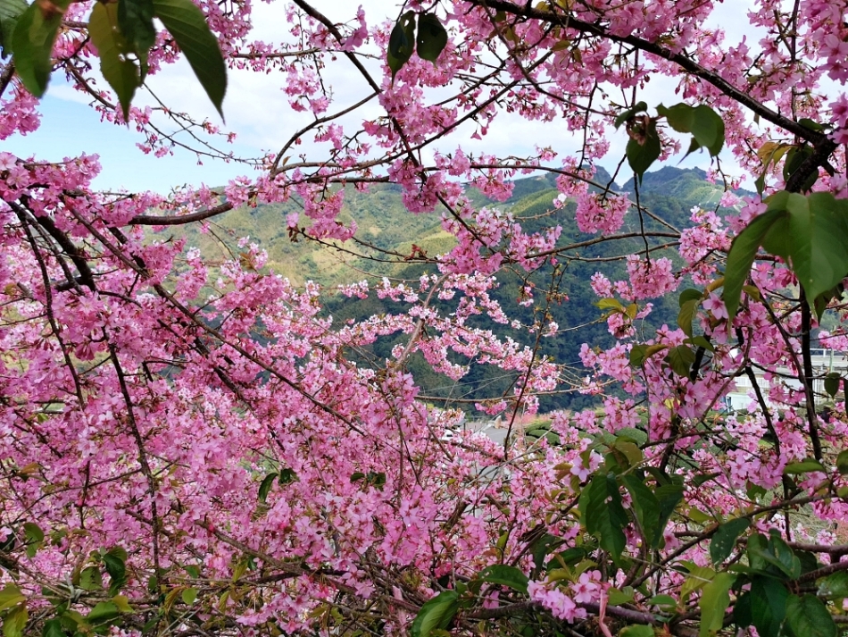 南投賞櫻景點 | 八卦茶園櫻花盛開，櫻花隧道配著茶園浪漫滿點！