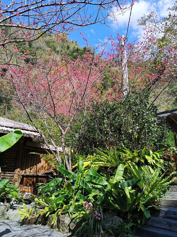 HANA廚房 | 遺落在阿里山裡的美食秘境，來吉部落廚房景色絕美，鄒族與南非美食好有特色！