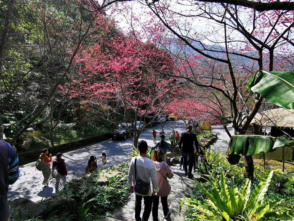 HANA廚房 | 遺落在阿里山裡的美食秘境，來吉部落廚房景色絕美，鄒族與南非美食好有特色！