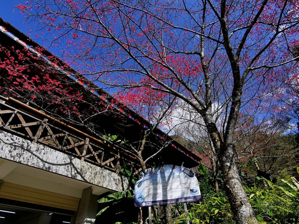 HANA廚房 | 遺落在阿里山裡的美食秘境，來吉部落廚房景色絕美，鄒族與南非美食好有特色！