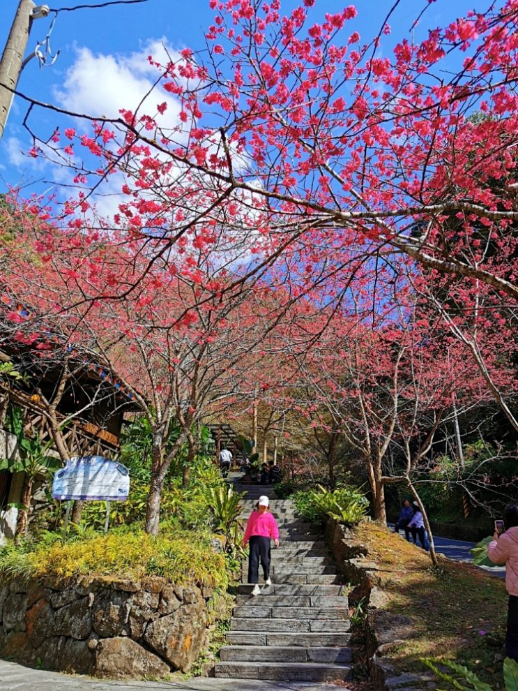 HANA廚房 | 遺落在阿里山裡的美食秘境，來吉部落廚房景色絕美，鄒族與南非美食好有特色！