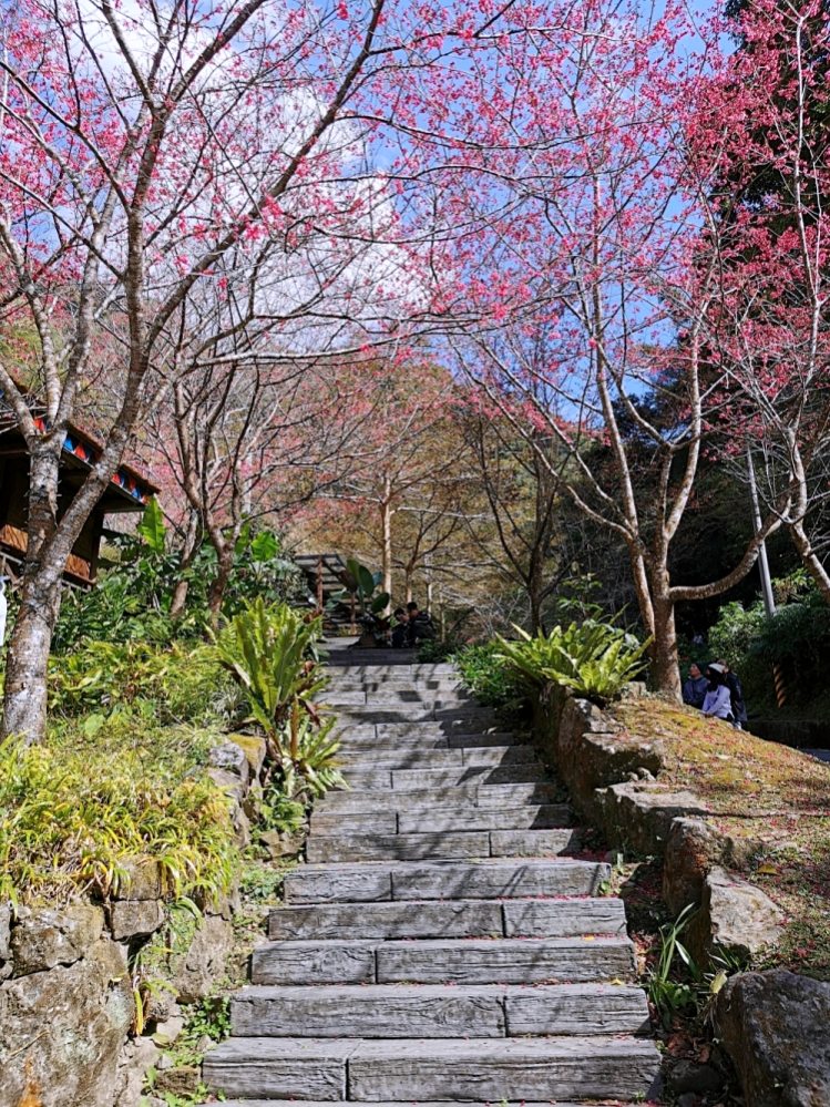 HANA廚房 | 遺落在阿里山裡的美食秘境，來吉部落廚房景色絕美，鄒族與南非美食好有特色！