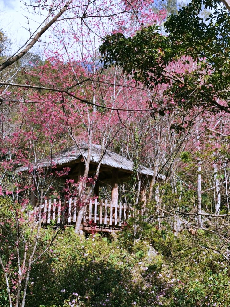 HANA廚房 | 遺落在阿里山裡的美食秘境，來吉部落廚房景色絕美，鄒族與南非美食好有特色！