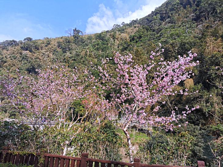 圓潭自然生態園區 | 入門級森林瀑布步道，平坦好走還能賞櫻花賞螢火蟲，嘉義免門票景點