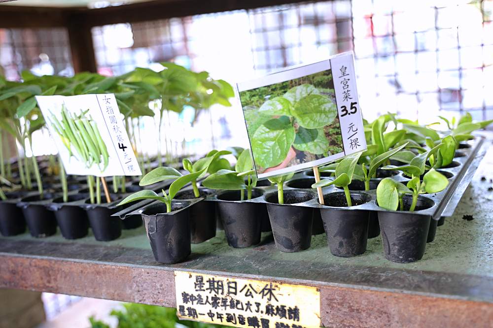 都市農夫看過來！南屯老街最接地氣的菜苗園，全成種苗園、順益種子行，時令菜苗、種子、農藥全都有！