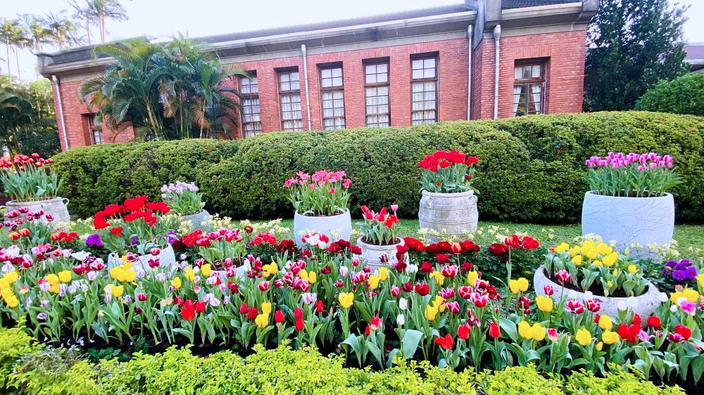 超過13萬株鬱金香花海！士林官邸鬱金香展，日期、門票、交通整理在這裡！