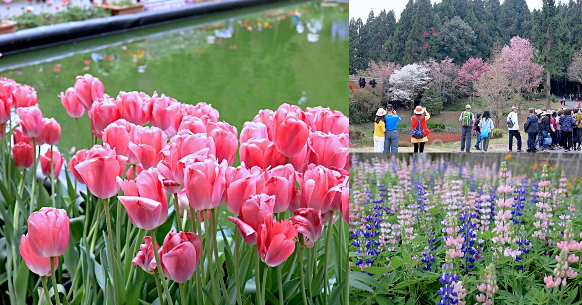 臺大山地實驗農場 | 梅峰農場春之饗宴，交通門票景點一次介紹！清境農場景點推薦！