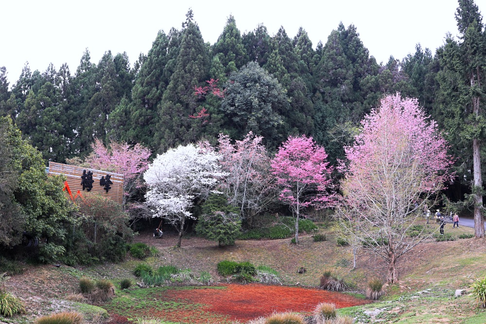 臺大山地實驗農場 | 梅峰農場春之饗宴，交通門票景點一次介紹！清境農場景點推薦！