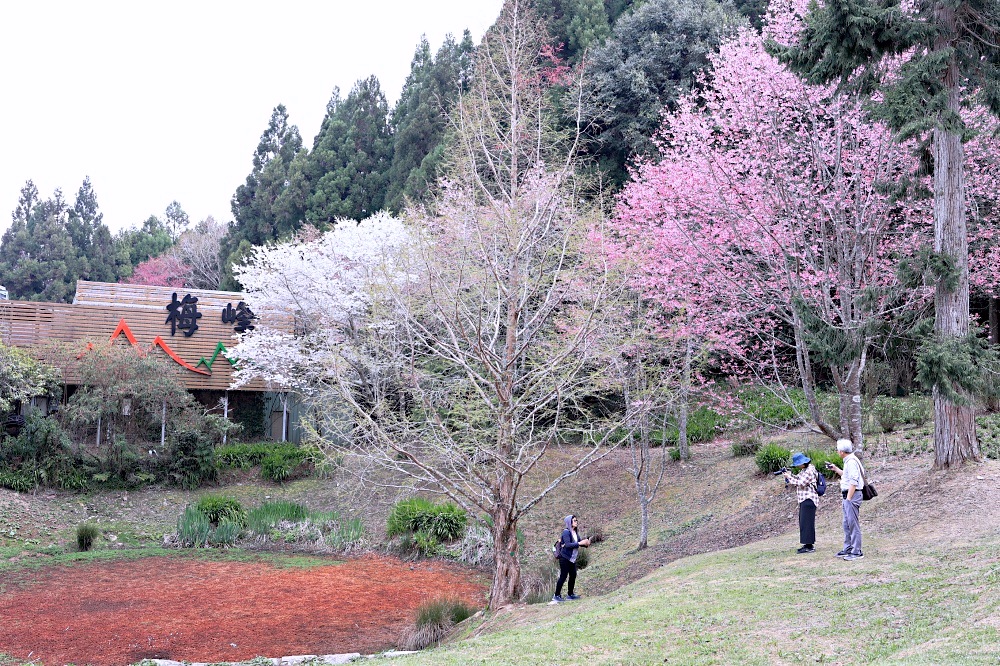 臺大山地實驗農場 | 梅峰農場春之饗宴，交通門票景點一次介紹！清境農場景點推薦！