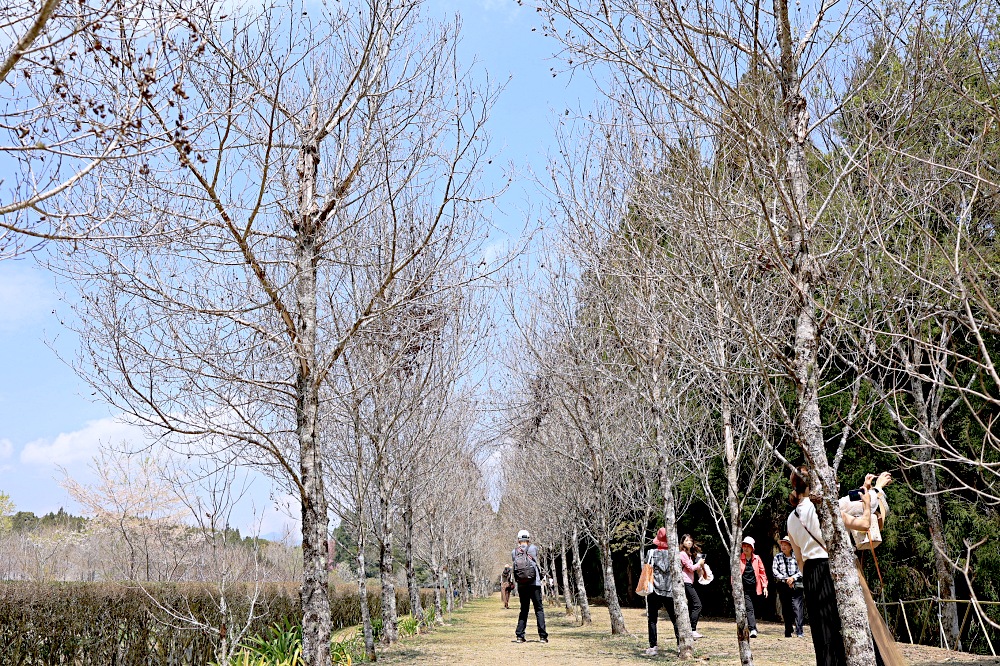 臺大山地實驗農場 | 梅峰農場春之饗宴，交通門票景點一次介紹！清境農場景點推薦！