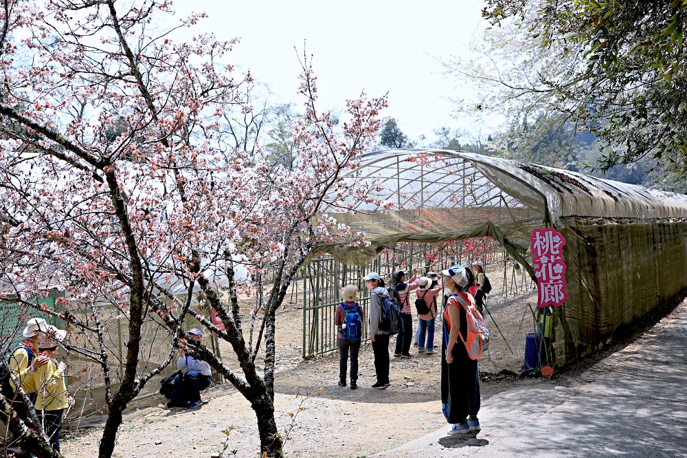 臺大山地實驗農場 | 梅峰農場春之饗宴，交通門票景點一次介紹！清境農場景點推薦！